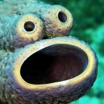 7 Craziest Sea Creatures You Probably Didn’t Know Exist